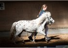Pferd International 011